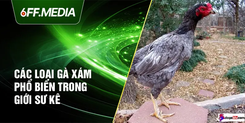 Các loại gà xám phổ biến trong giới sư kê