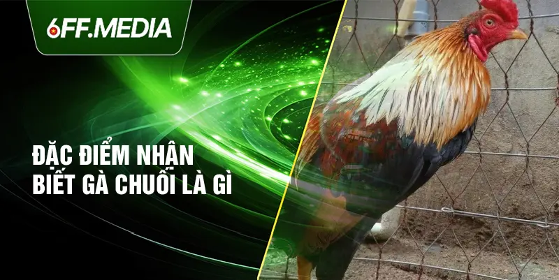 Đặc điểm nhận biết gà chuối là gì