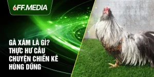 Gà Xám Là Gì? Thực Hư Câu Chuyện Chiến Kê Hùng Dũng