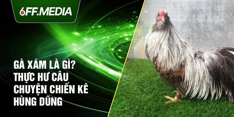 Gà Xám Là Gì? Thực Hư Câu Chuyện Chiến Kê Hùng Dũng