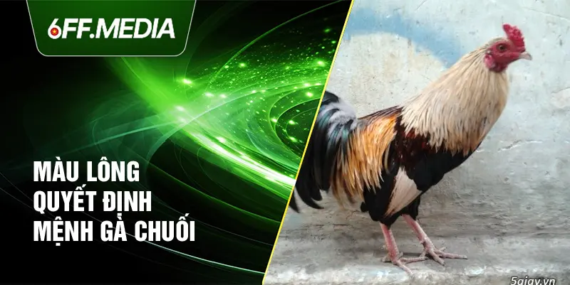 Màu lông quyết định mệnh gà chuối