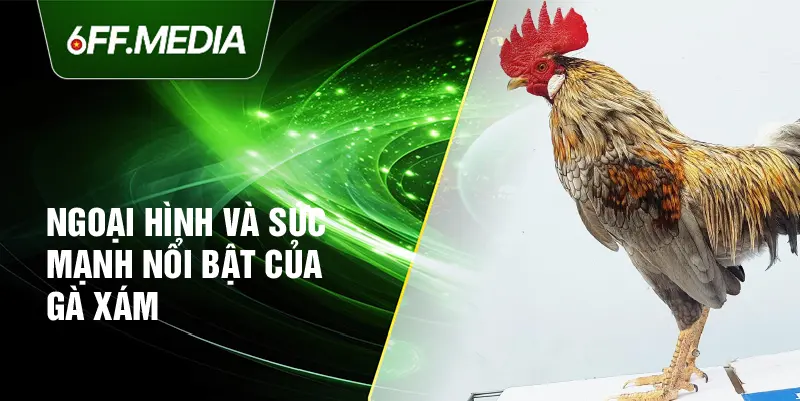 Ngoại hình và sức mạnh nổi bật của gà xám