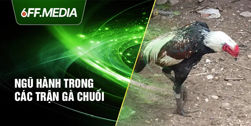 Ngũ hành trong các trận gà chuối